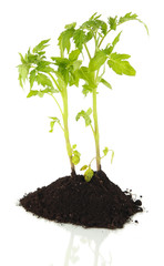 Young plant in ground isolated on white