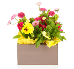 Beautiful spring flowers in wooden crate isolated on white