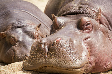 Hippopotamus
