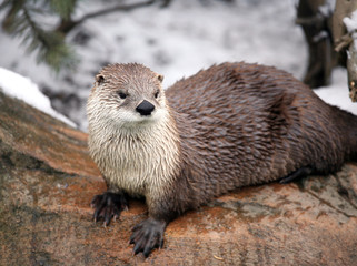 Canadian river otter.