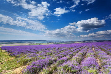 Plakat landscape with field of lavender. Crimea.