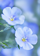 Fototapeta premium Blue flax flowers