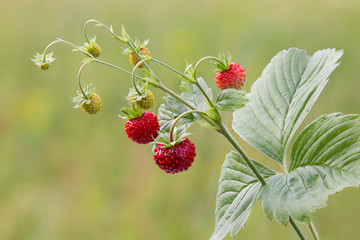 Wild strawberry