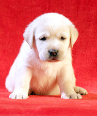 yellow labrador puppy