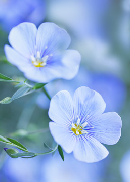 Blue Flax Flowers