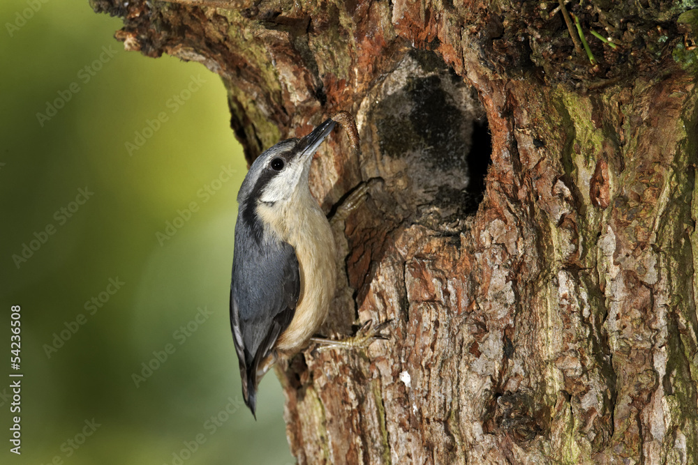 Canvas Prints Nuthatch, Sitta europaea, 