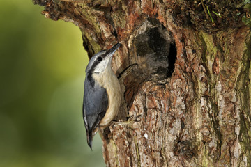Nuthatch, Sitta europaea, 