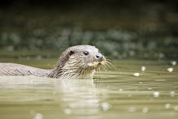 Otter, Lutra lutra