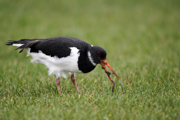 Oystercatcher, Haematopus ostralegus