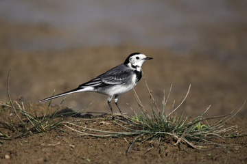 Pied wagtail, Motacilla alba yarrellii