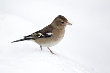 Chaffinch, Fringilla coelebs
