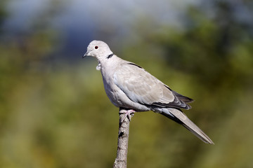 Collared dove, Streptopelia decaocto