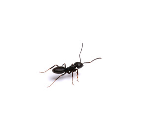 Black ant, isolated on white