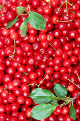 Fresh cherries