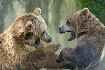 Two black grizzly bears while fighting