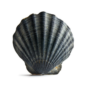 black sea shell