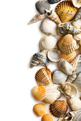 sea shells