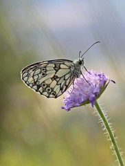Schachbrettfalter auf Witwenblume