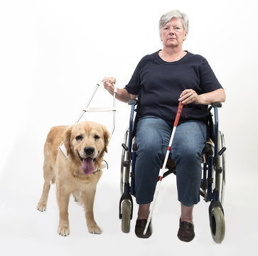Guide dog isolated on white with wheelchair
