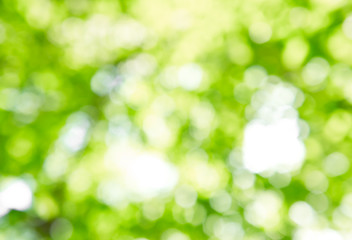Obraz premium Bokeh