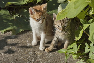 Two small kittens at sunlight in garden
