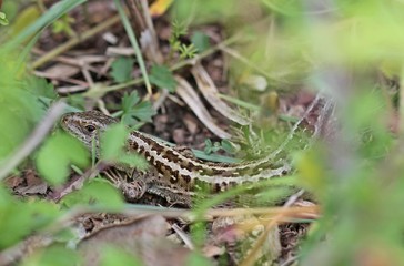 Weibliche Zauneidechse (Lacerta agilis)