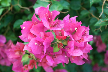 Pink paper flower or bougainvillea on green
