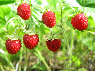 wild strawberry berries fruit dessert