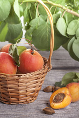 apricot in wicker basket with leaves