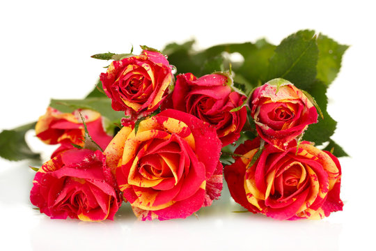 Beautiful red-yellow roses on white background close-up