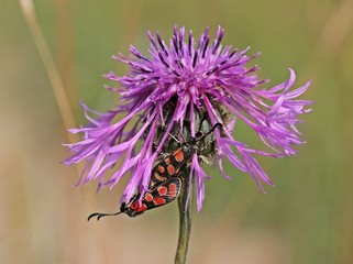 Esparsettenwidderchen-Paarung auf Skabiosen-Flockenblume