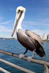 Pelican