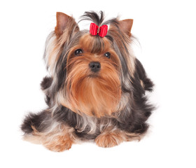 Yorkshire Terrier with red bow