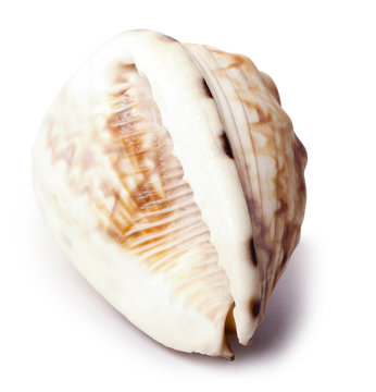 Conch Shell - Backside