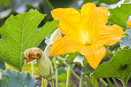 pumpkin flowers