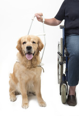 Guide dog isolated on white with wheelchair