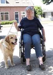 Guide dog  with wheelchair