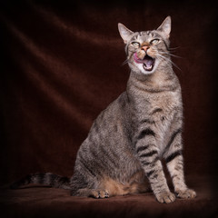 Katze, genüsslich lecken