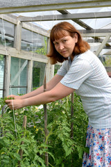 The woman tears off stepsons of tomatoes in the greenhouse