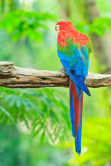 Macaw parrot