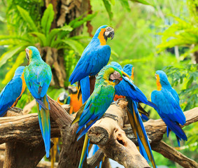 Macaw parrot
