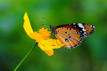 Butterfly and Flower