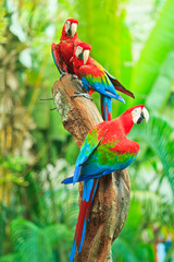 Naklejka premium Macaw parrot