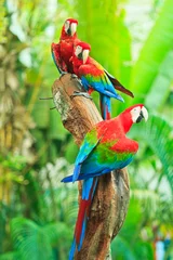 Velours gordijnen Papegaai Ara papegaai