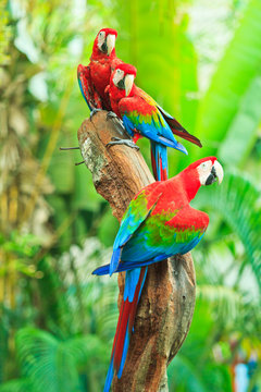 Fototapeta Macaw parrot