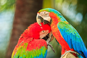 Macaw parrot
