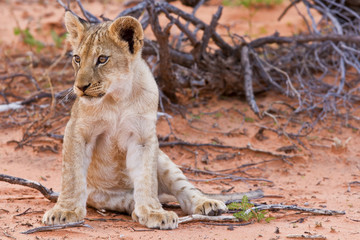 Lion cub sitting on the sand and looking