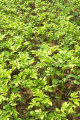 Many green potato bushes grows on garden land close up