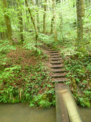 Naturbrücke mit Treppe im Wald