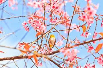 White-eye Bird with Cherry Blossom or sakura